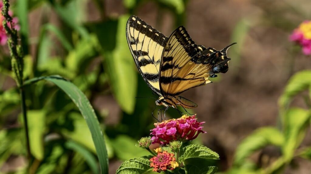 huntsville-botanical-garden-002