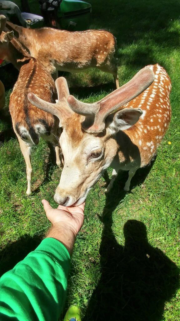 black-pine-deer-farm-001