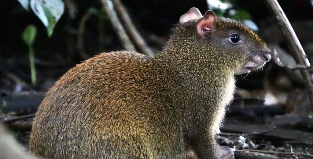 curi-cancha-reserve-003