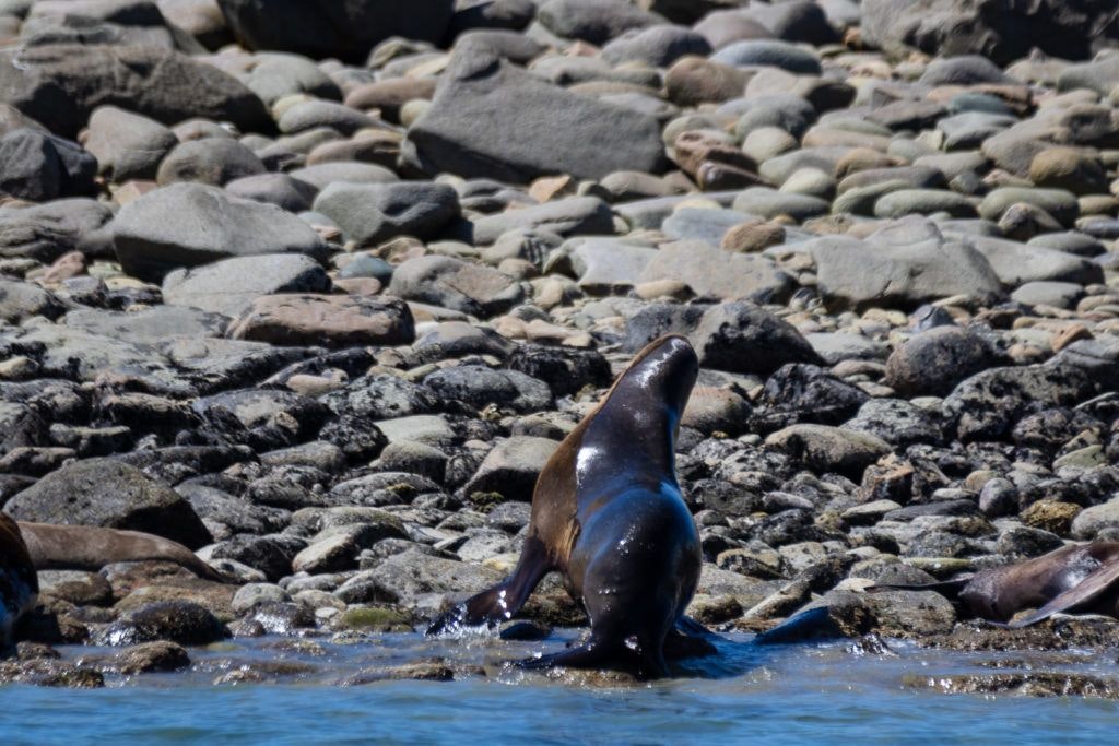 bird-island-isla-san-jorge-013
