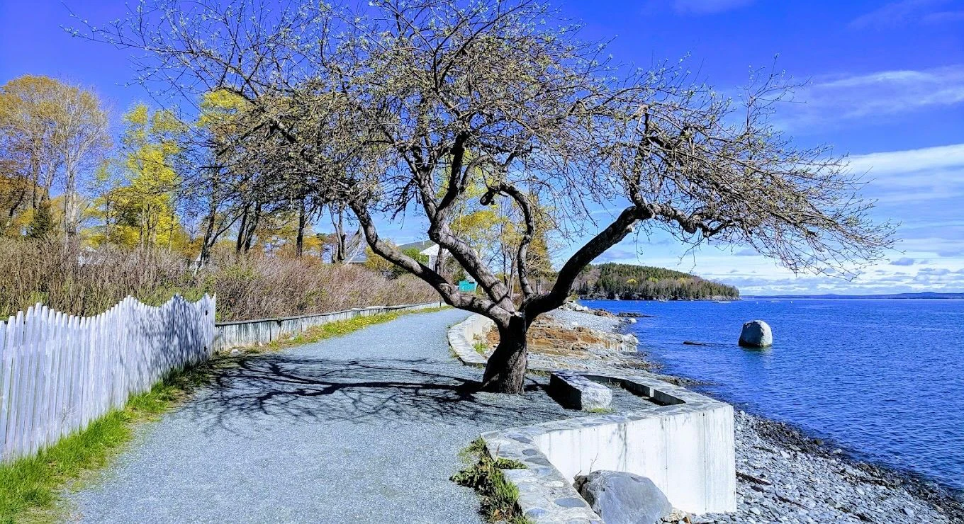 Bar Harbor Shore Path 4.jpeg