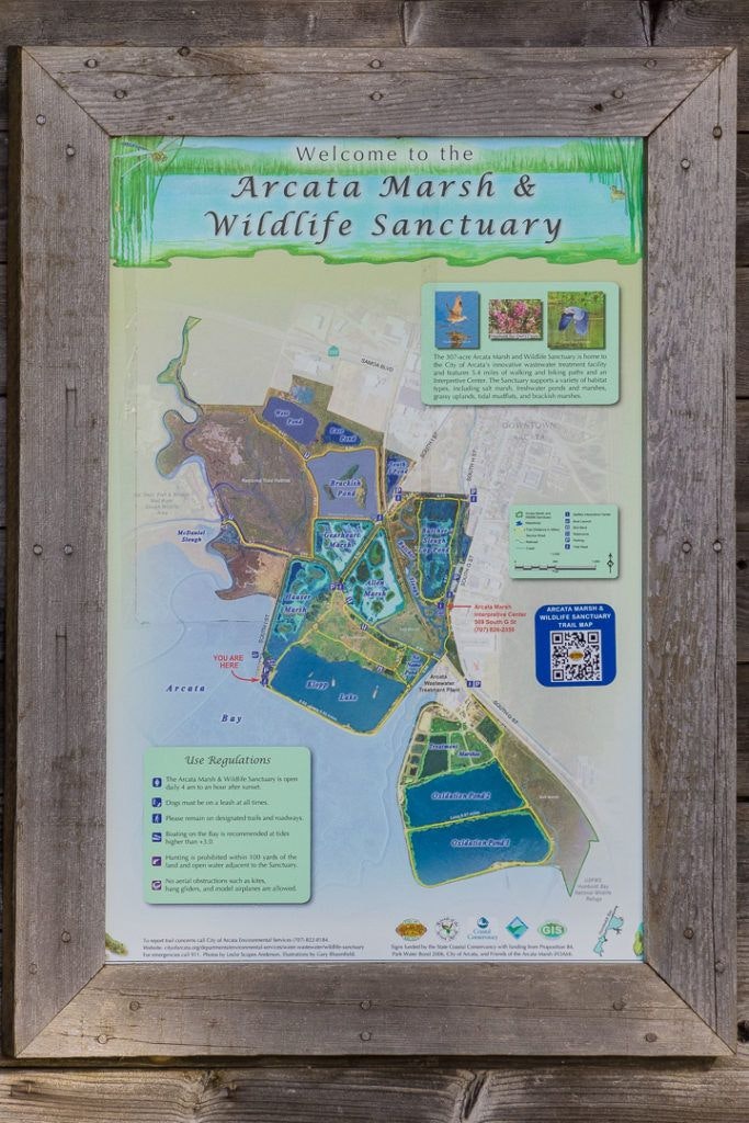 arcata-marsh-and-wildlife-sanctuary-002