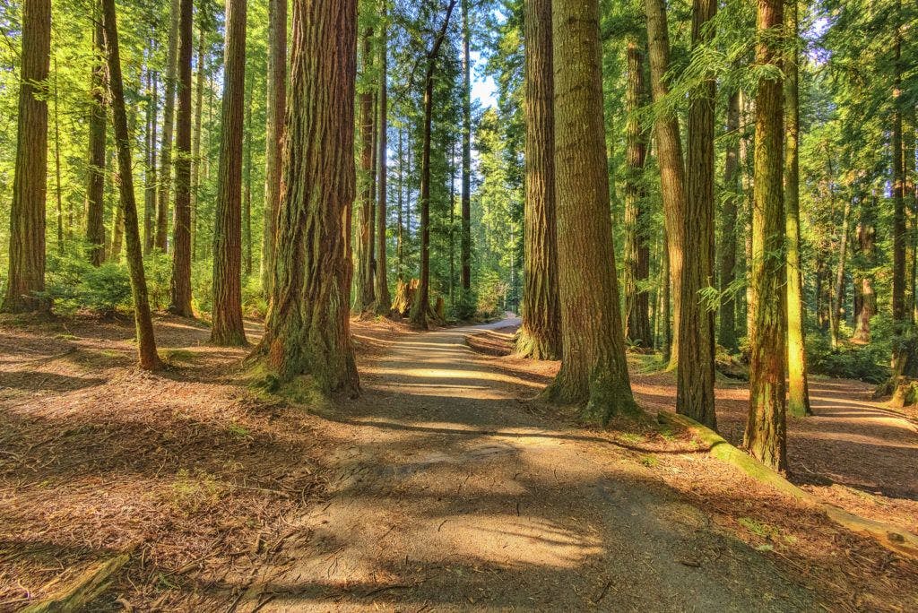 sequoia-park-garden-012