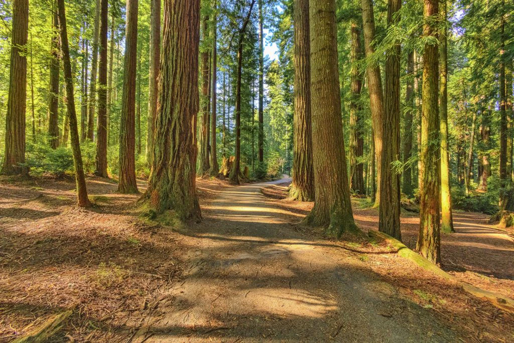 sequoia-park-garden-012