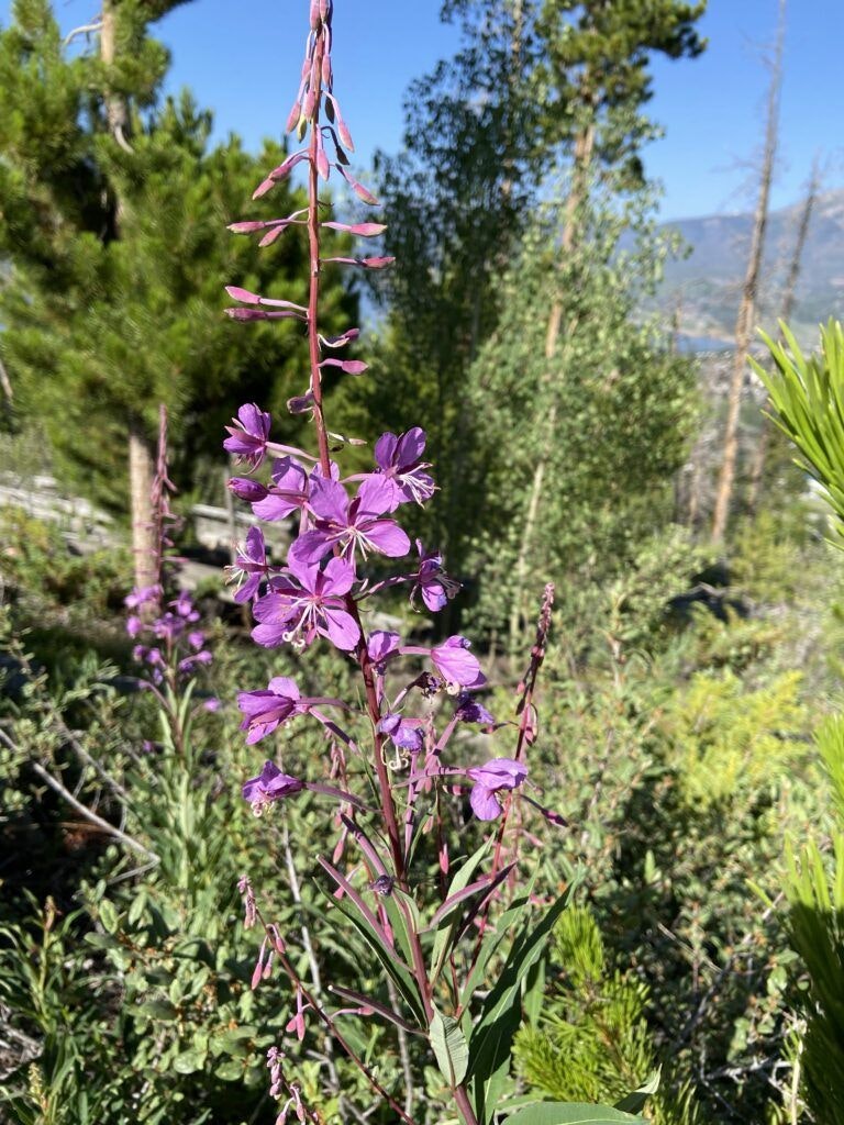 tenderfoot-mountain-trailhead-002