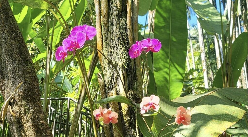 hawai-i-tropical-botanical-garden-002