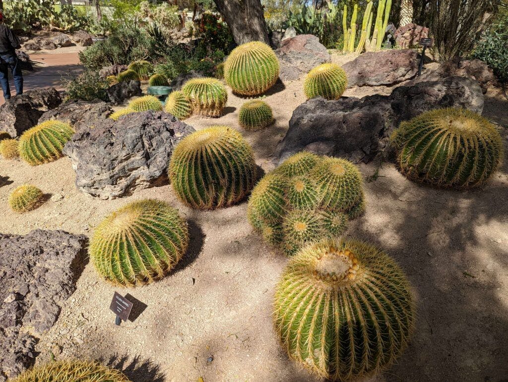Ethel M Botanical Cactus Garden