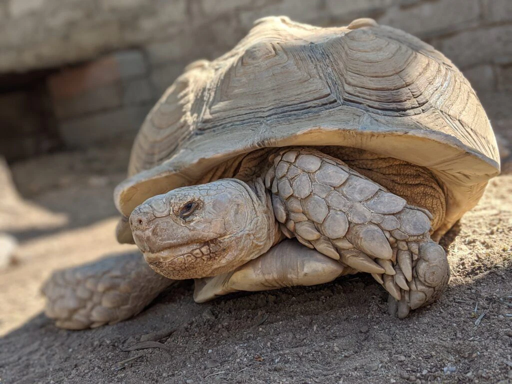 moorten-botanical-garden-003