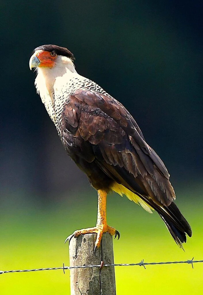 treasure-coast-wildlife-center-004