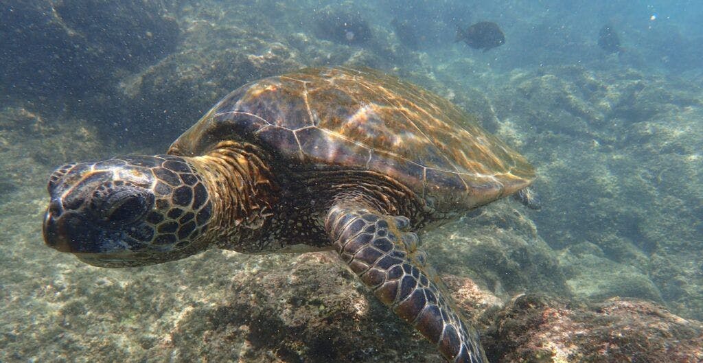 kikaua-point-park-003