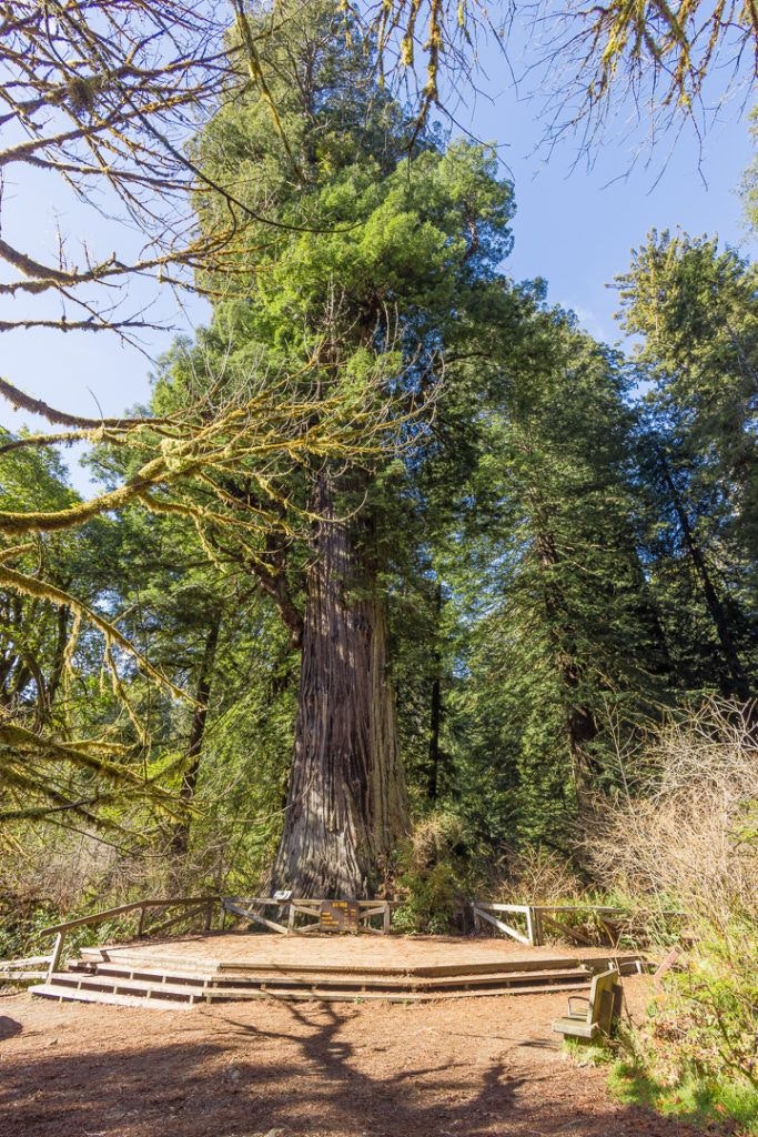 big-tree-wayside-011