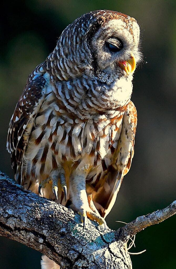Treasure Coast Wildlife Center