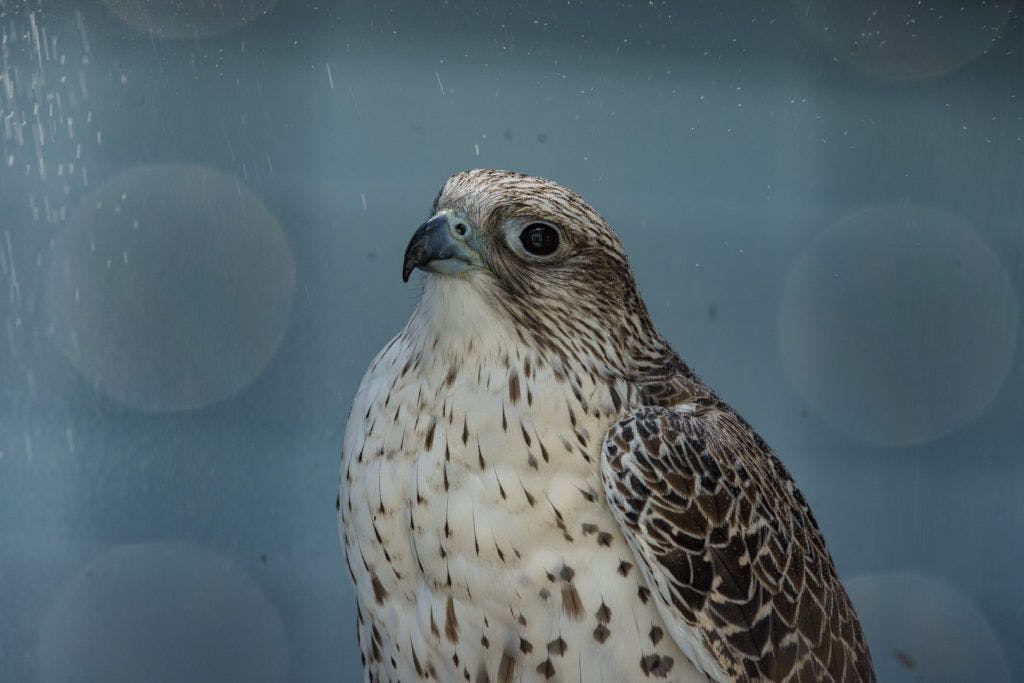 sunriver-nature-center-and-oregon-observatory-029