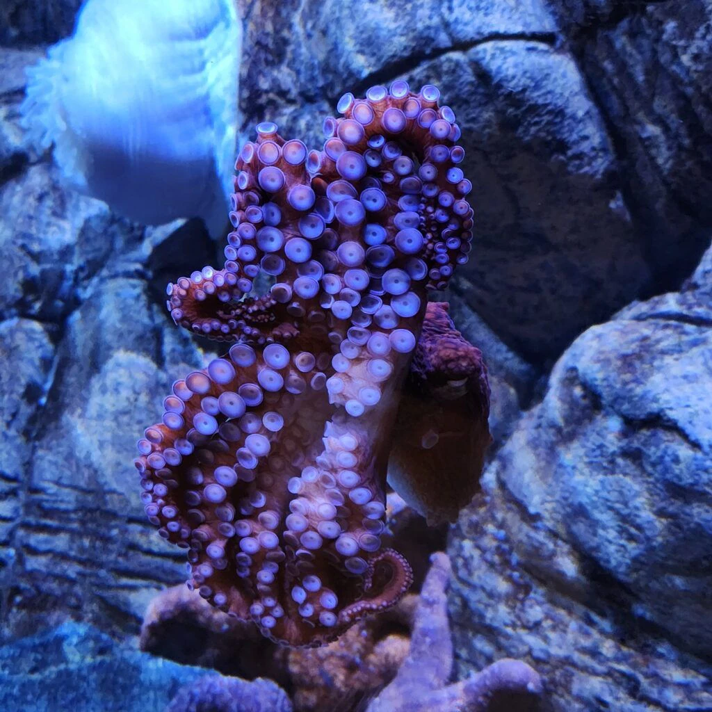 sea-life-aquarium-013