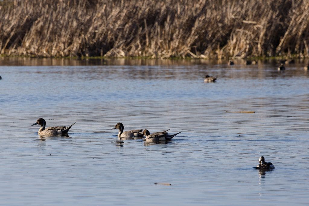 arcata-marsh-and-wildlife-sanctuary-017