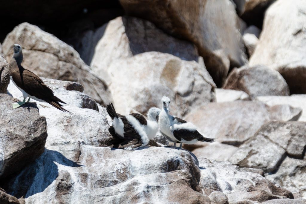 bird-island-isla-san-jorge-030