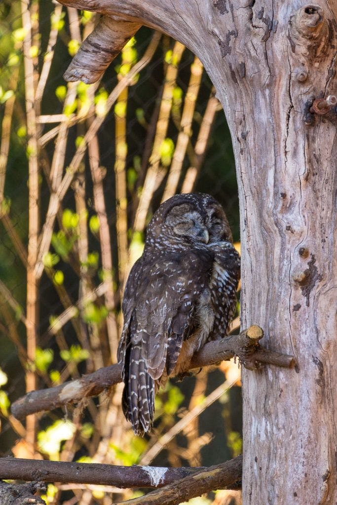 sequoia-park-zoo-and-redwood-sky-walk-024