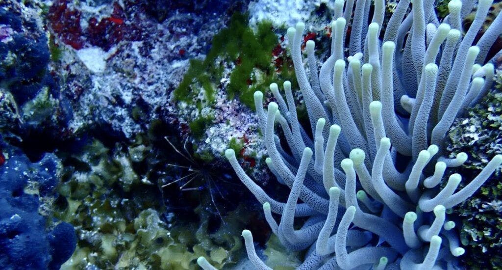 national-reef-park-of-puerto-morelos-002