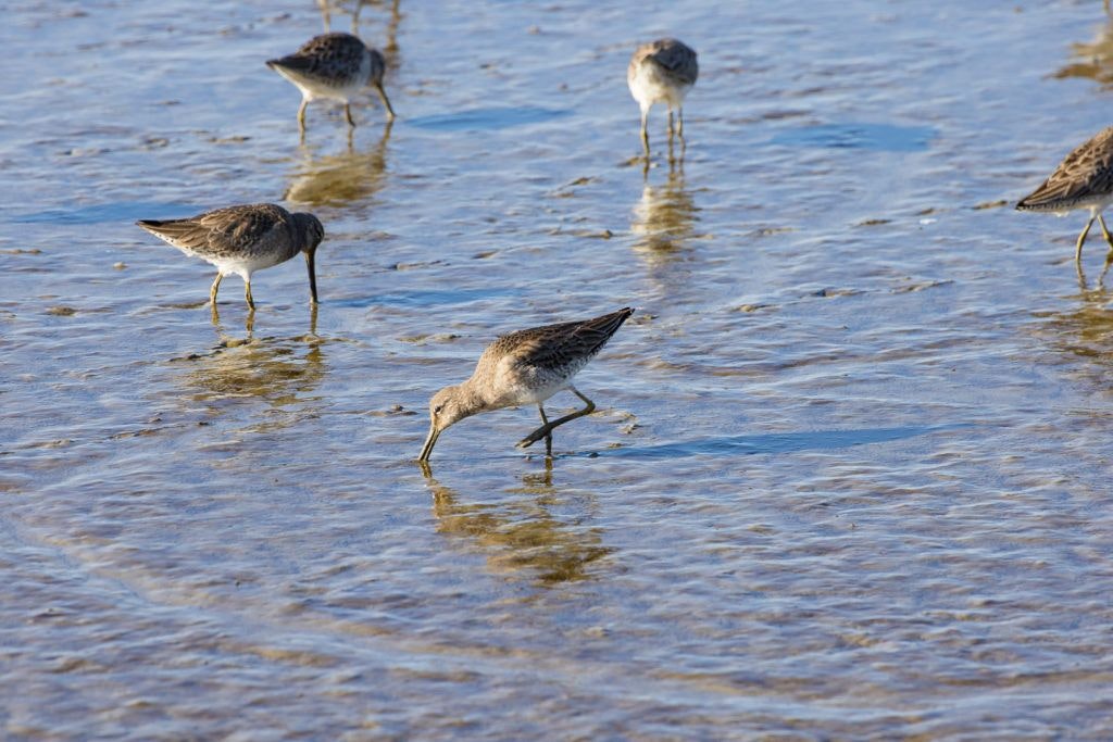arcata-marsh-and-wildlife-sanctuary-007