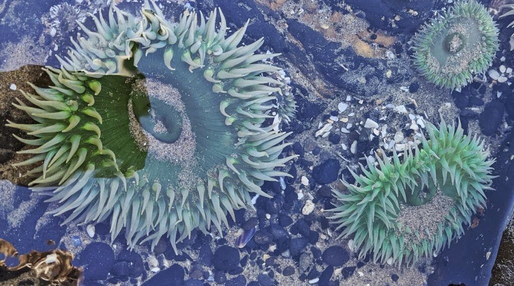 haystack-rock-oregon-003