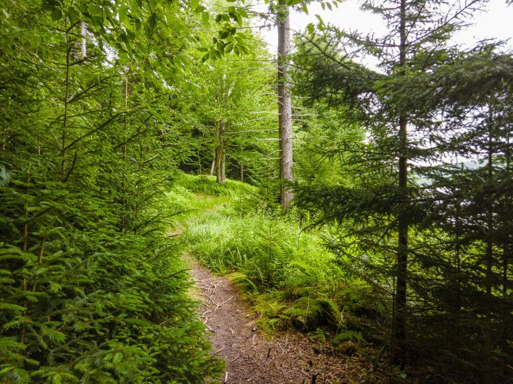 explore-the-snowshoe-mountain-trail-system-004