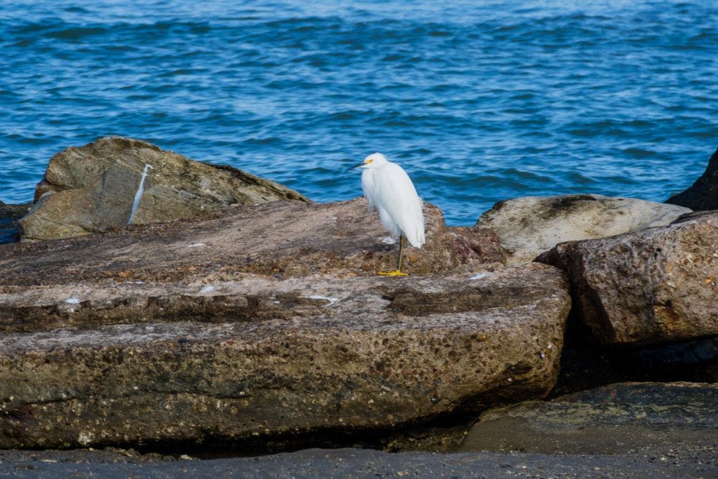 east-end-lagoon-nature-preserve-galveston-016