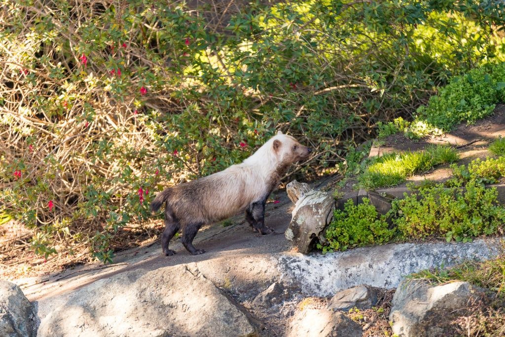 sequoia-park-zoo-and-redwood-sky-walk-005