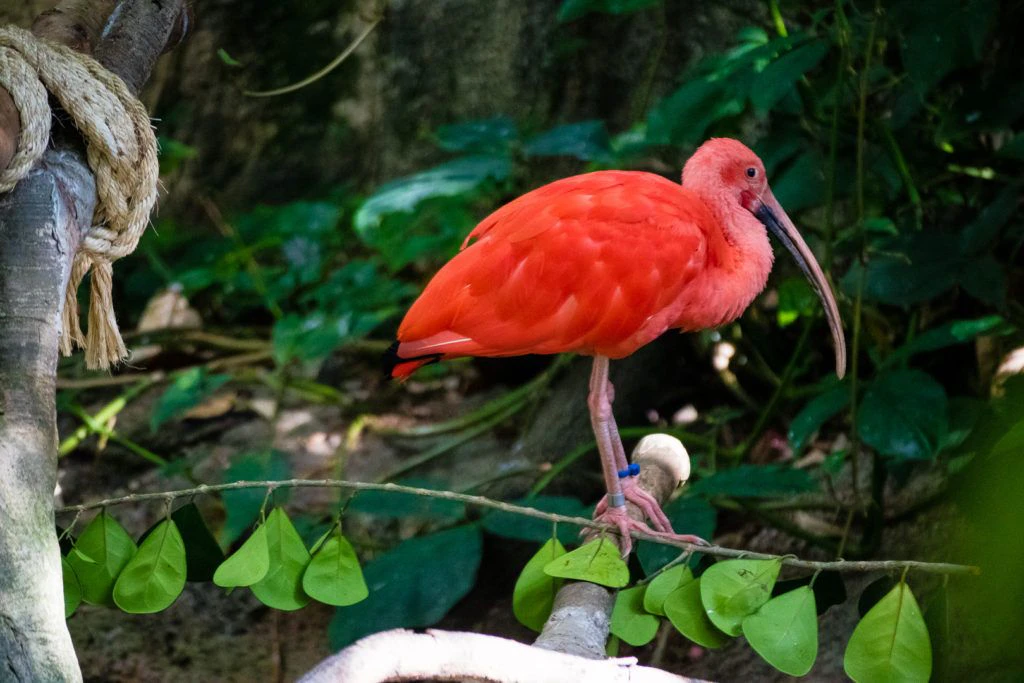 moody-gardens-pyramids-014