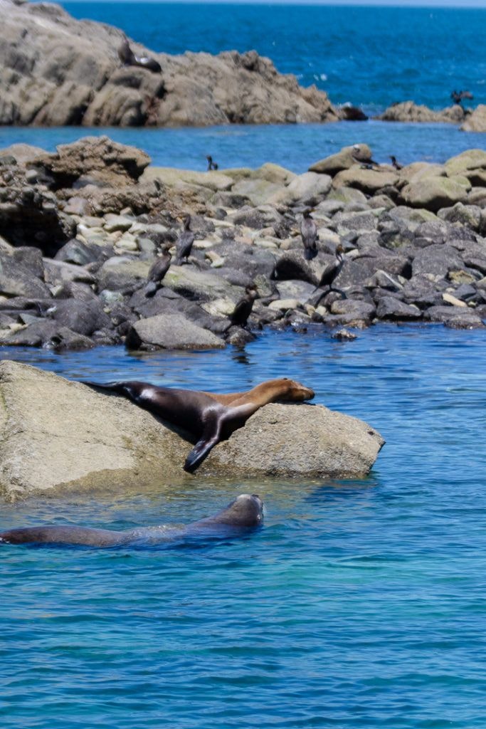 bird-island-isla-san-jorge-001