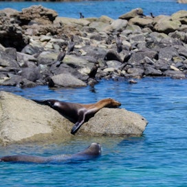 Bird Island - Isla San Jorge