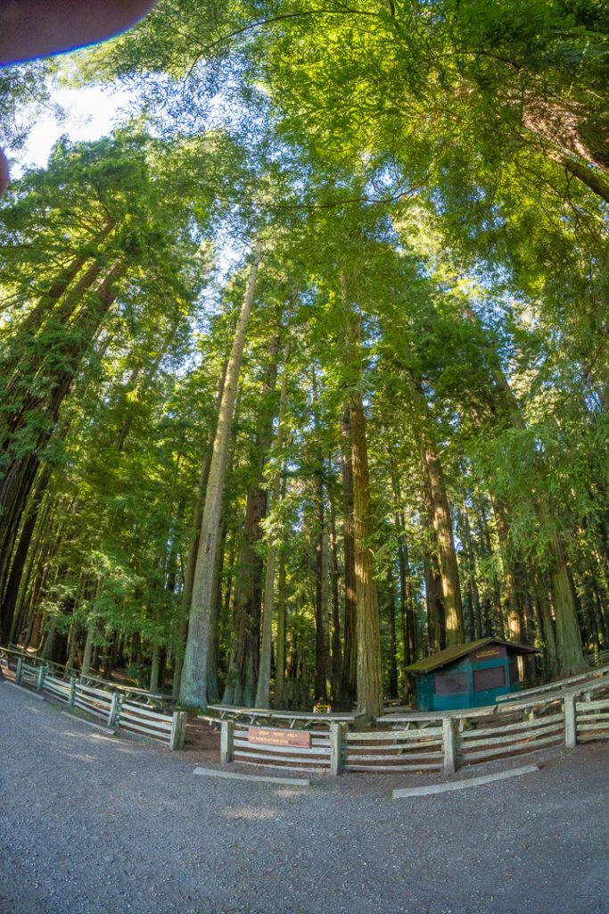 sequoia-park-garden-005