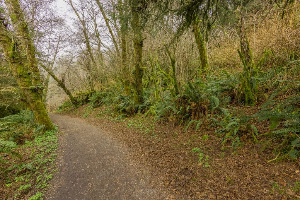 fern-canyon-inside-prairie-creek-redwoods-state-park-019