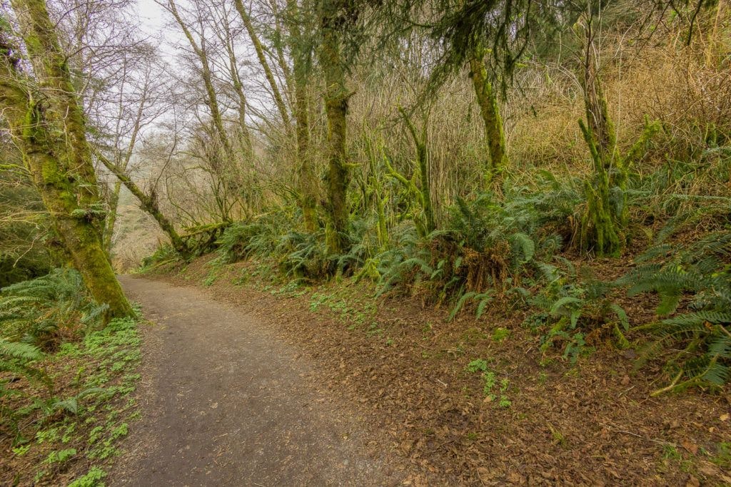 fern-canyon-inside-prairie-creek-redwoods-state-park-019