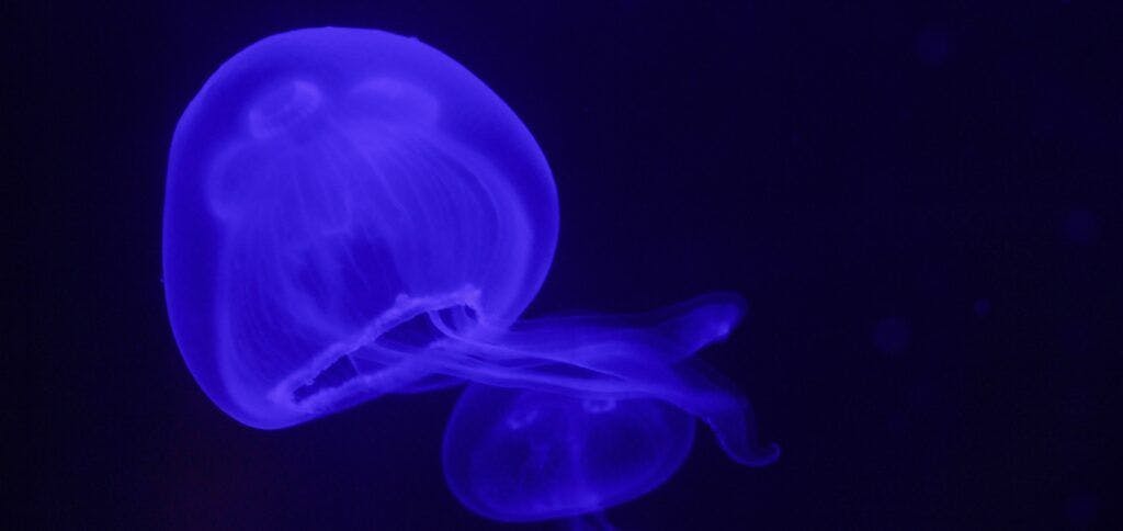 central-coast-aquarium-004