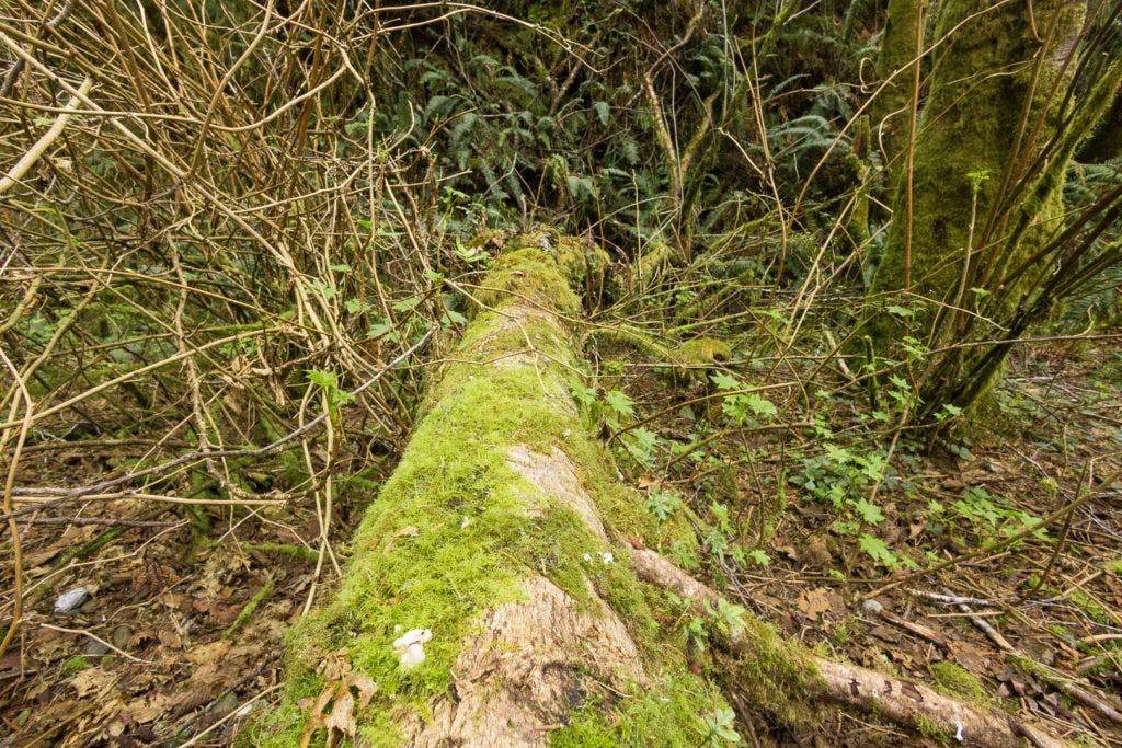 fern-canyon-inside-prairie-creek-redwoods-state-park-021