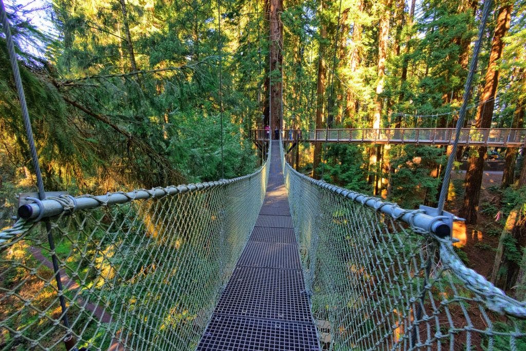 sequoia-park-zoo-and-redwood-sky-walk-011