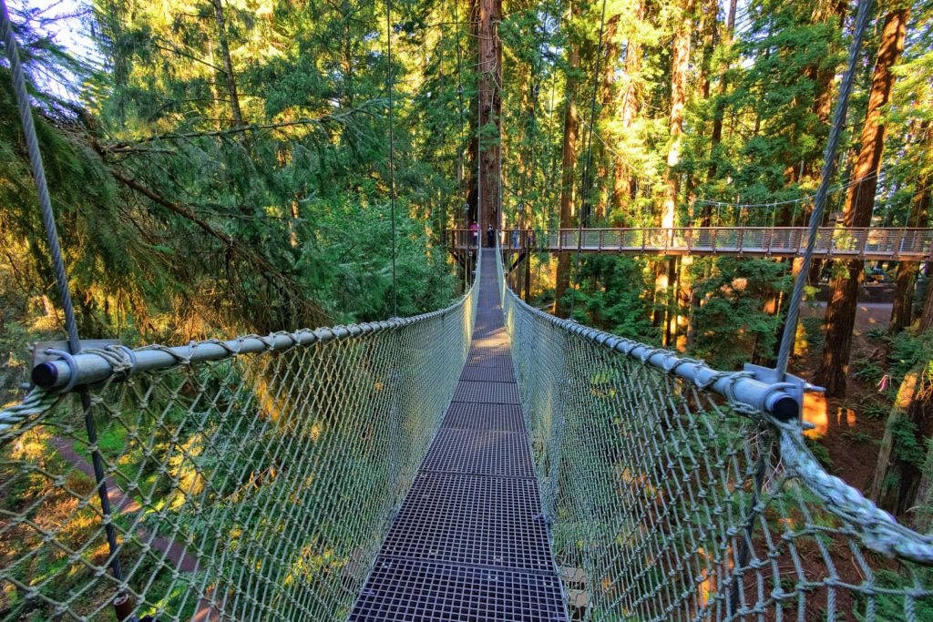 sequoia-park-zoo-and-redwood-sky-walk-011