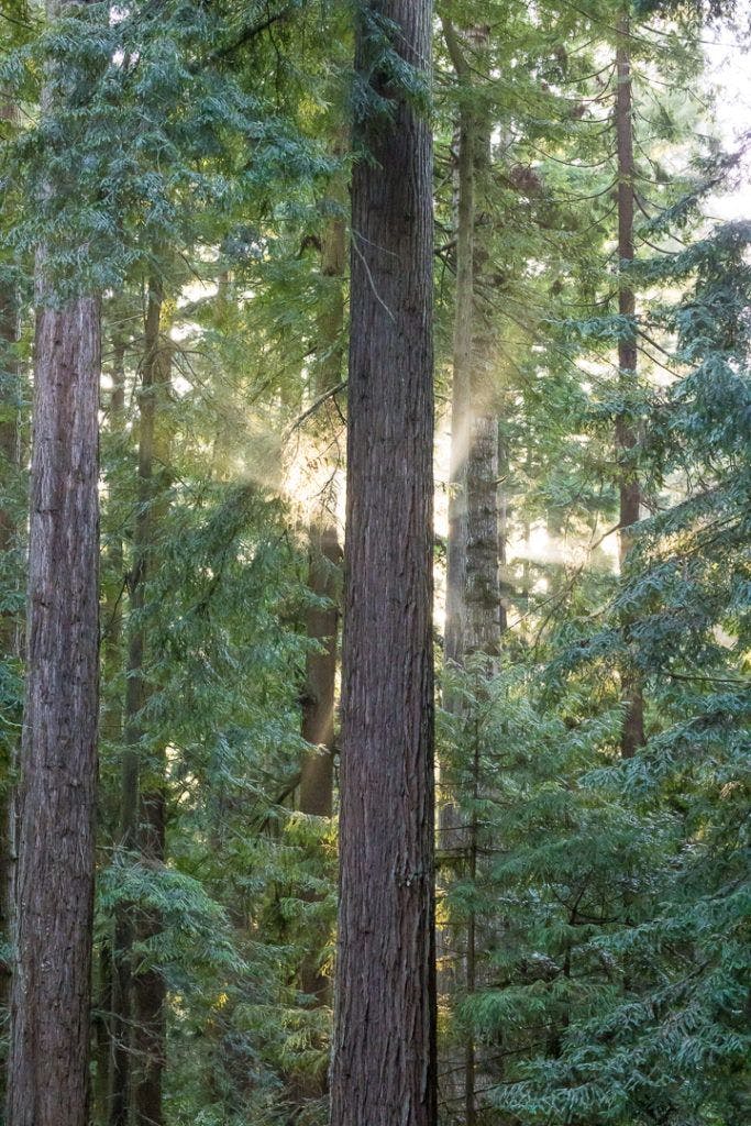 arcata-community-forest-017