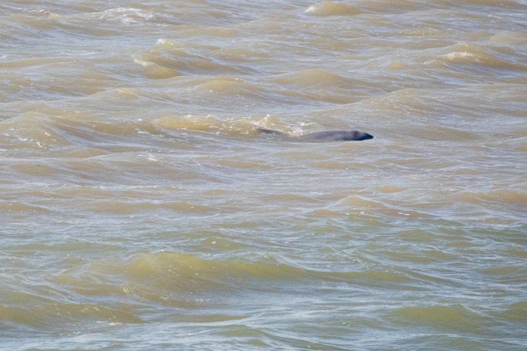 east-end-lagoon-nature-preserve-galveston-018
