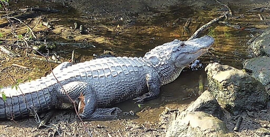 egan-s-creek-greenway-002