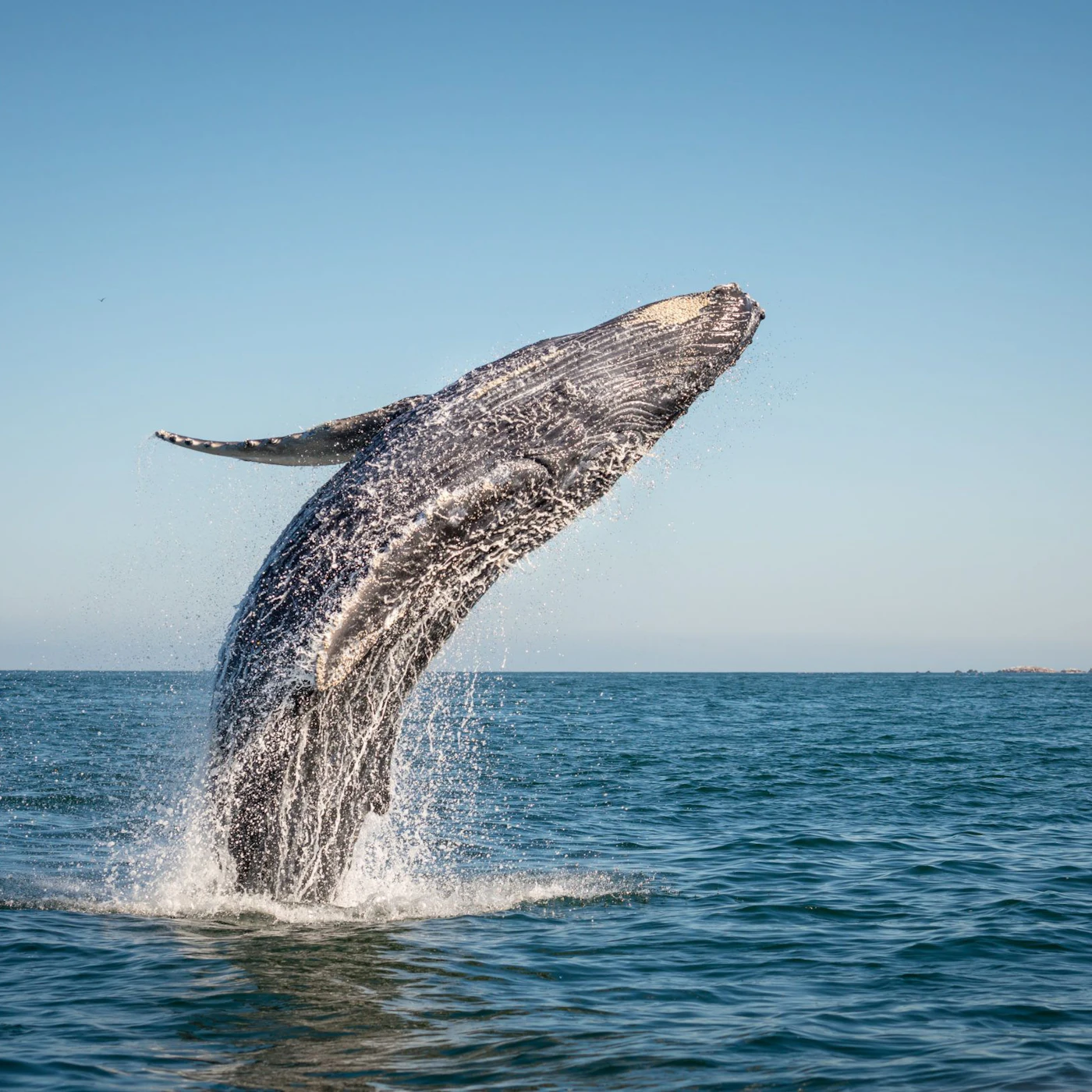 Whale Watching in Rocky Point