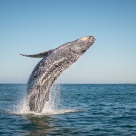 Whale Watching in Rocky Point