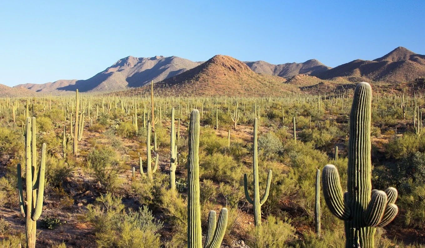Tucson Sonoran Dessert 02.jpeg