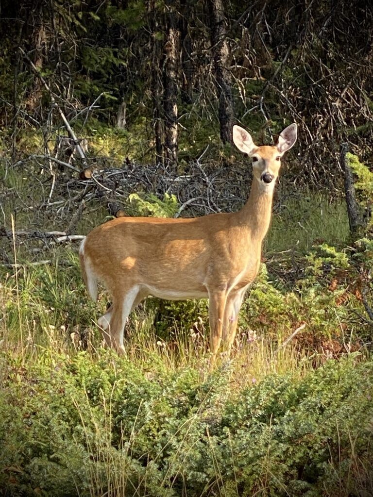 flathead-national-forest-002