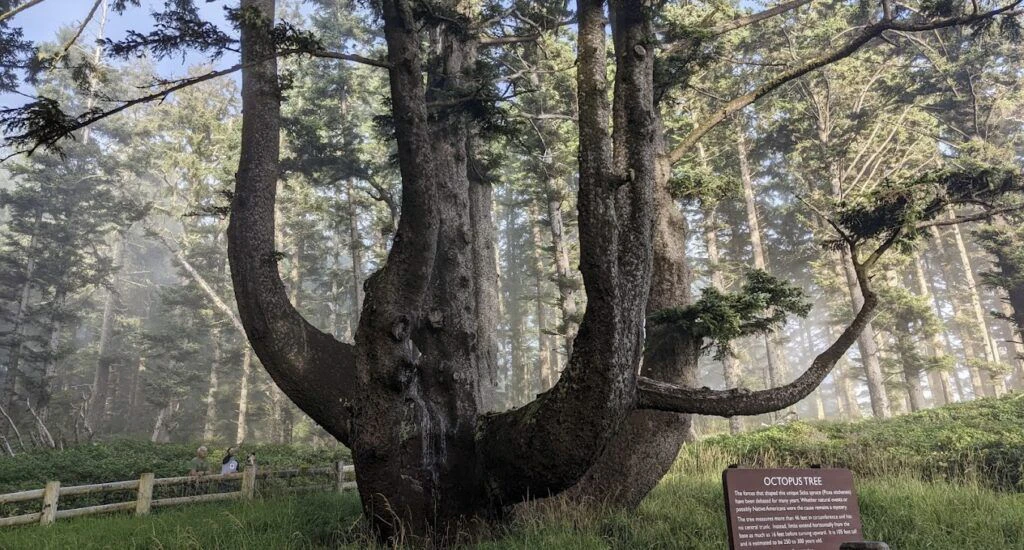 three-capes-scenic-loop-004