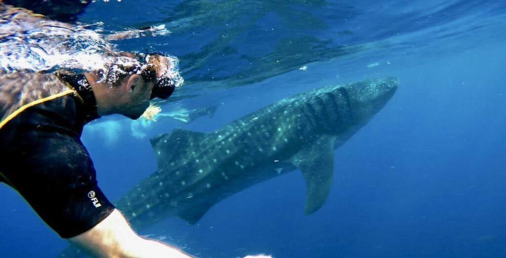 Mexico Whale Shark Tours
