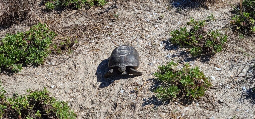 smyrna-dunes-park-003