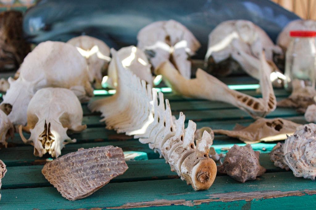 cedo-intercultural-center-for-the-study-of-deserts-and-oceans-011