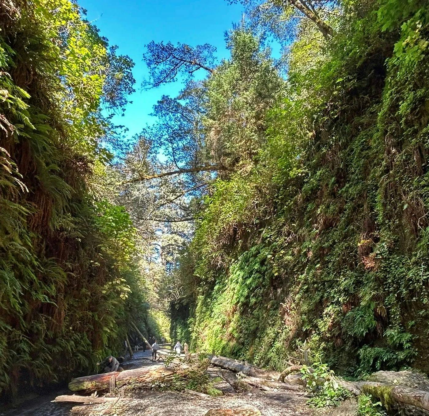 Fern Canyon