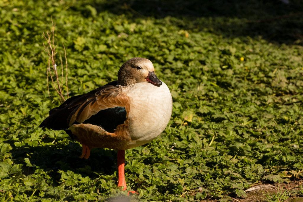 sequoia-park-zoo-and-redwood-sky-walk-007